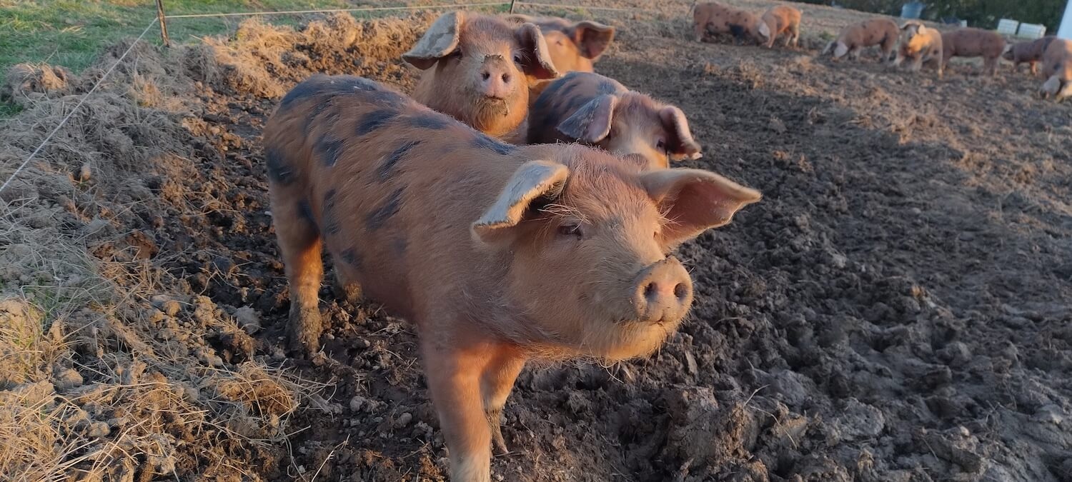 Oxford Sandy & Black pigs enjoying the sun