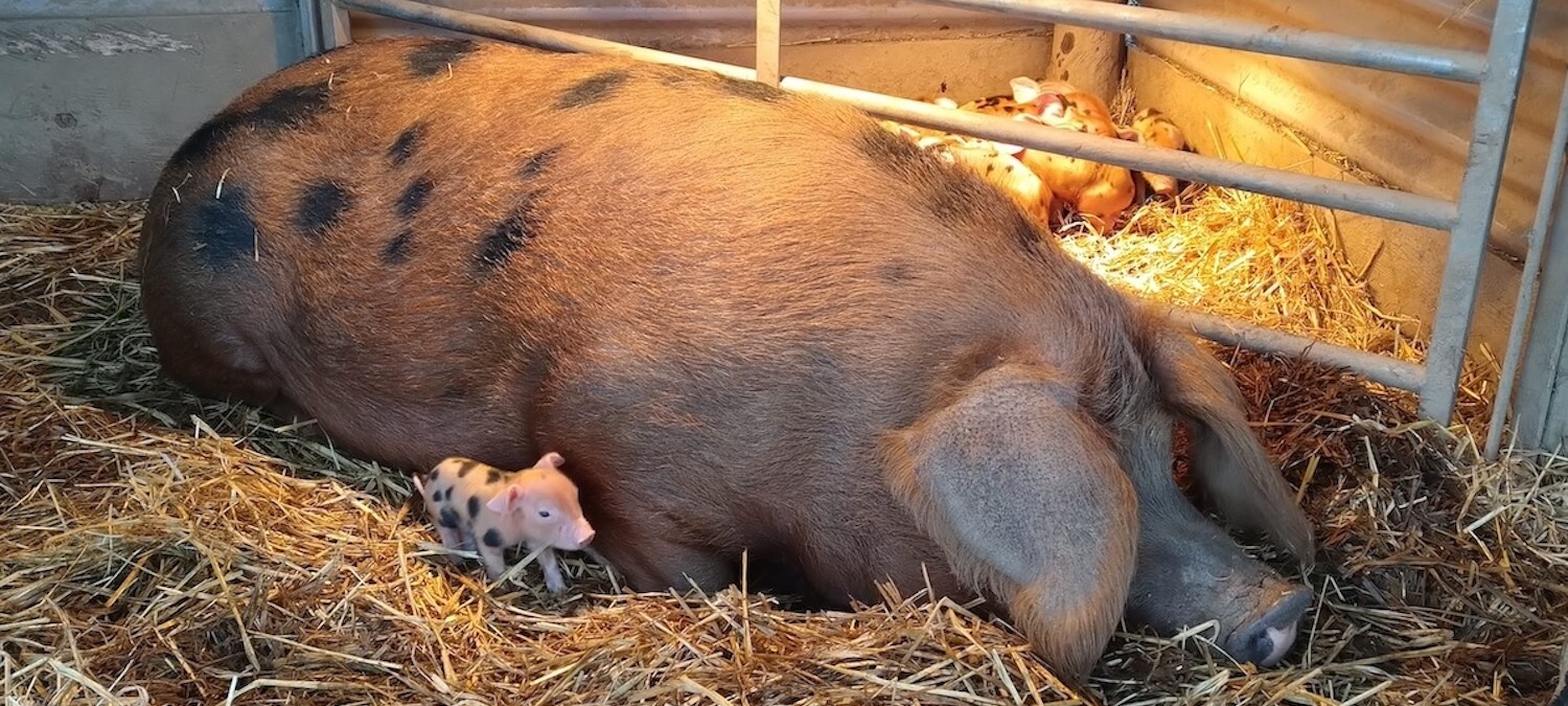 Tiny piglet with her mum