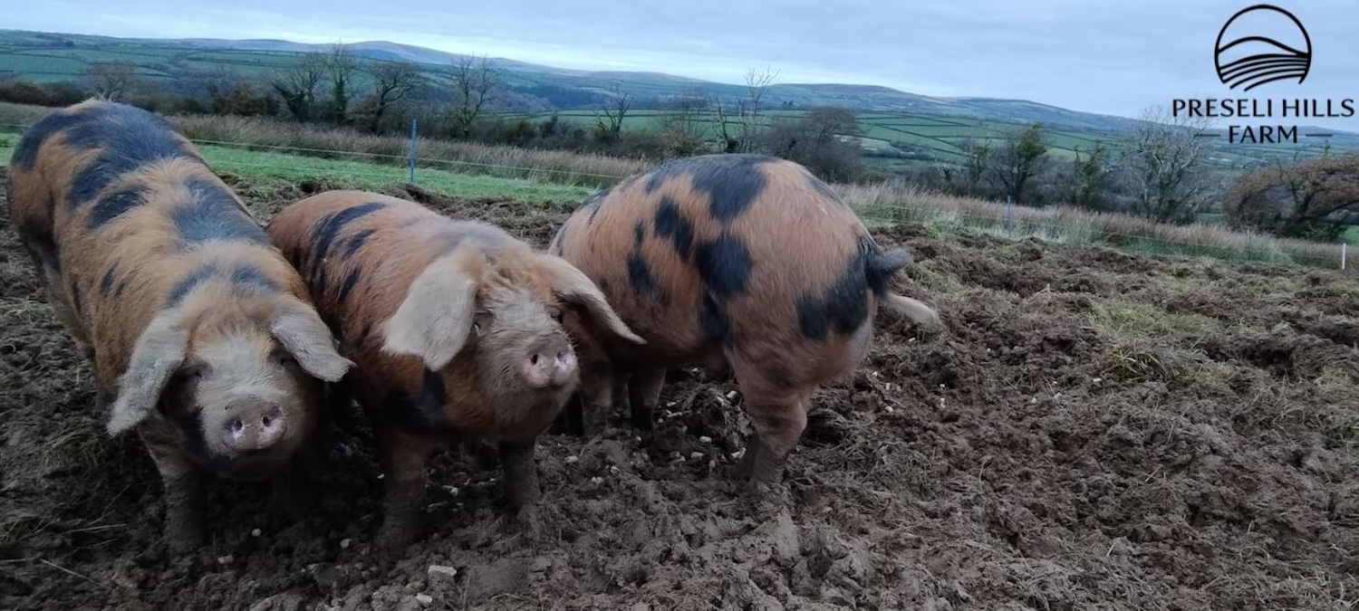 Happy pigs at Preseli Hills Farm