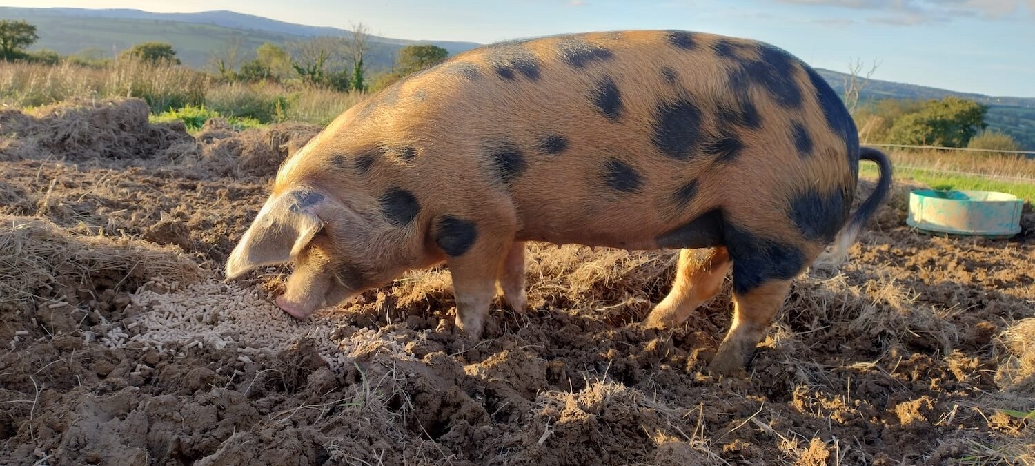 Oxford Sandy & Black pig having their lunch